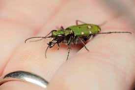 Attēlu rezultāti vaicājumam “Cicindela campestris”