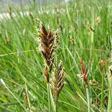 Attēlu rezultāti vaicājumam “Blysmus compressus”