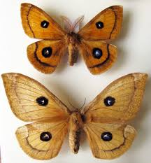 Attēlu rezultāti vaicājumam “Aglia tau”