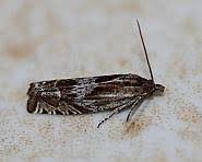 Attēlu rezultāti vaicājumam “Eucosma aspidiscana”