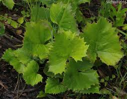 Attēlu rezultāti vaicājumam “Petasites spurius leaf”