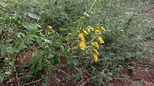 Attēlu rezultāti vaicājumam “Inula britannica leaf”