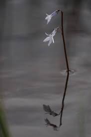 Attēlu rezultāti vaicājumam “Lobelia dortmanna”