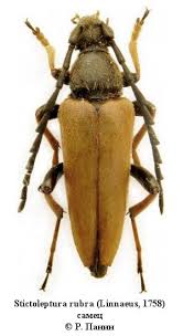 Attēlu rezultāti vaicājumam “Leptura rubra male”