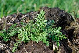 Attēlu rezultāti vaicājumam “Rorippa palustris”