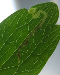 Attēlu rezultāti vaicājumam “Phytomyza minuscula”