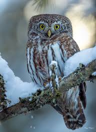 Attēlu rezultāti vaicājumam “Glaucidium passerinum”