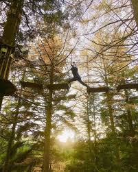 Image result for Go Ape! Whinlatter