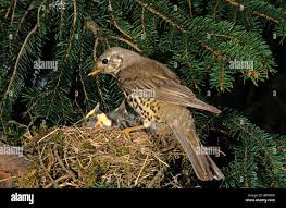 Attēlu rezultāti vaicājumam “Turdus viscivorus nest”