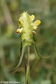 Attēlu rezultāti vaicājumam “Melampyrum cristatum”