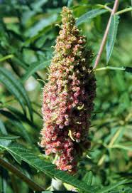 Attēlu rezultāti vaicājumam “Rhus typhina flower”