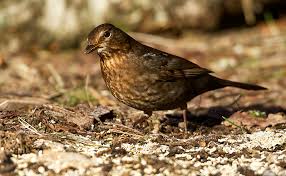 Attēlu rezultāti vaicājumam “Turdus merula female”