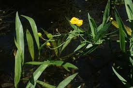 Attēlu rezultāti vaicājumam “Ranunculus lingua leaf”