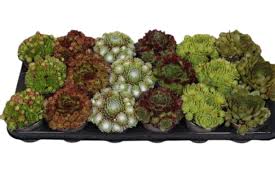 Image result for Mehikasvi