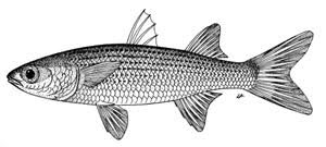 Image result for Mugil