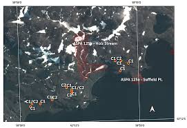 Attēlu rezultāti vaicājumam “Sanionia uncinata”