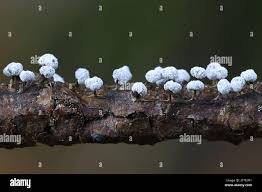 Attēlu rezultāti vaicājumam “Didymium sp.”