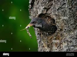 Attēlu rezultāti vaicājumam “Sturnus vulgaris nest”