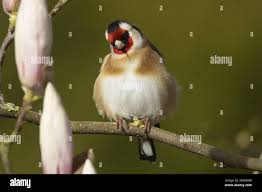 Attēlu rezultāti vaicājumam “Carduelis carduelis adult”