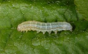 Attēlu rezultāti vaicājumam “Orthosia gothica”