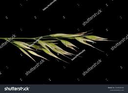 Attēlu rezultāti vaicājumam “Calamagrostis arundinacea leaf”