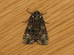 Attēlu rezultāti vaicājumam “Craniophora ligustri”