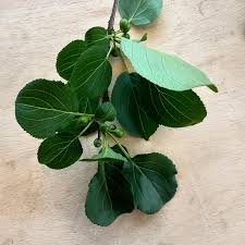 Attēlu rezultāti vaicājumam “Rhamnus cathartica leaf”