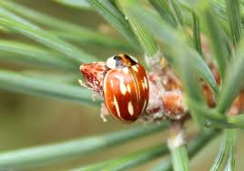 Attēlu rezultāti vaicājumam “Myzia oblongoguttata”