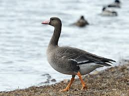 Attēlu rezultāti vaicājumam “Anser albifrons adult”