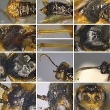 Attēlu rezultāti vaicājumam “Euura pedunculi”