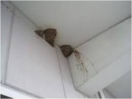 Attēlu rezultāti vaicājumam “Delichon urbicum nest”