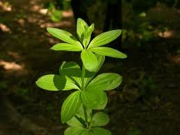 Attēlu rezultāti vaicājumam “Galium schultesii leaf”