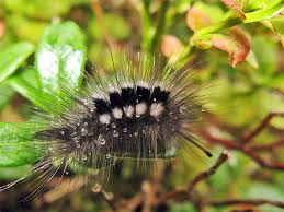 Attēlu rezultāti vaicājumam “Thecabius affinis imago”