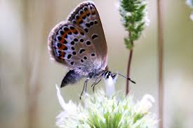 Attēlu rezultāti vaicājumam “Plebejus argus”