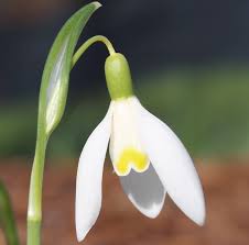 Attēlu rezultāti vaicājumam “Galanthus nivalis flower”