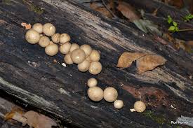 Attēlu rezultāti vaicājumam “Lycoperdon pyriforme”