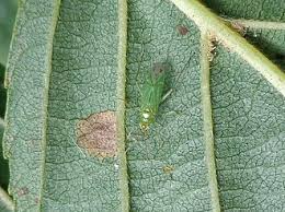 Attēlu rezultāti vaicājumam “Blepharidopterus angulatus”