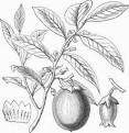 Date Plum