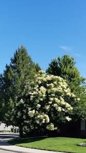 Attēlu rezultāti vaicājumam “Syringa reticulata subsp. amurensis”