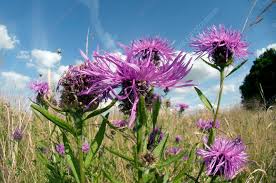 Attēlu rezultāti vaicājumam “Centaurea scabiosa”