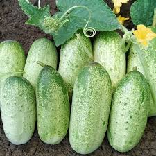 Image result for Gurke