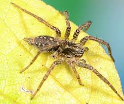 Attēlu rezultāti vaicājumam “Agelena labyrinthica”