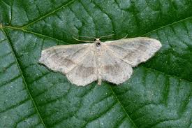 Attēlu rezultāti vaicājumam “Idaea aversata”