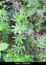 Attēlu rezultāti vaicājumam “Galium rivale leaf”