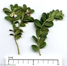 Attēlu rezultāti vaicājumam “Vaccinium vitis-idaea leaf”