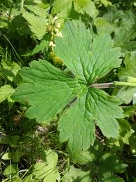 Attēlu rezultāti vaicājumam “Ranunculus lanuginosus leaf”