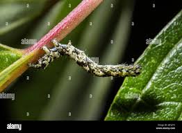 Attēlu rezultāti vaicājumam “Laspeyria flexula”