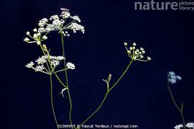 Image result for Pimpinella saxifraga