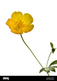 Attēlu rezultāti vaicājumam “Ranunculus repens flower”