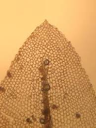 Attēlu rezultāti vaicājumam “Mnium stellare”